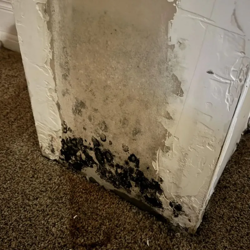 Professional Mold Removal in Francisville, KY